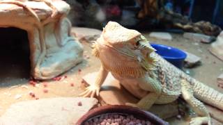 Bearded Dragon Eating Pellets [upl. by Meyeroff650]