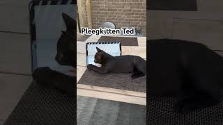 Pleegkitten Ted🐈‍⬛dierenasiel adoptdontshop adoptme catshorts lovecats kitten [upl. by Marela]