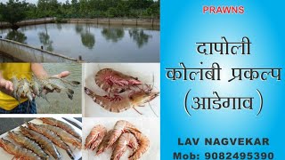 दापोली कोलंबी प्रकल्प आडेगाव  Prawns farming in maharashta [upl. by Elatnahc48]