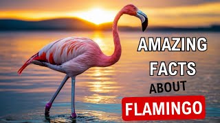 Amazing facts about flamingo Discover the wonders of behaviour adaptation and conservation [upl. by Chilcote]