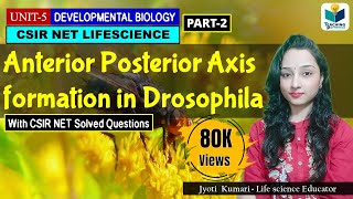 ANTERIORPOSTERIOR AXIS FORMATION IN DROSOPHILA PART2  CSIR NET DEVELOPMENTAL BIOLOGY [upl. by Spector]