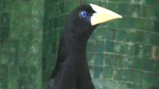 crested oropendola display [upl. by Pulsifer]