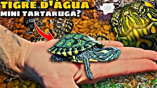 quotTARTARUGUINHAquot TIGRE DÁGUA  O QUE VOCÊ PRECISA SABER [upl. by Eelsha80]