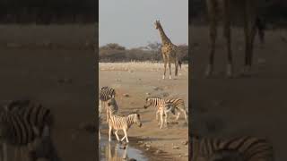 Giraffe Zebras Eland Antelopes amp Wildebeests gathering at a Waterhole Etosha ytshorts [upl. by Lomax]