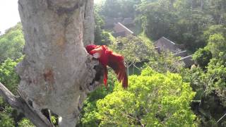 Macaw Nest  Behind the Scenes  Anthem for the Amazon [upl. by Refinej]