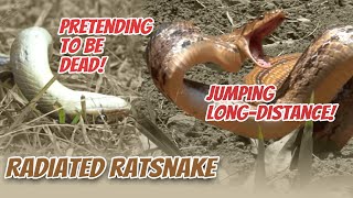 Radiated Ratsnake Jumping Experiment Unveiling Incredible Snake Abilities Trans7 Global241023 [upl. by Kavanaugh]