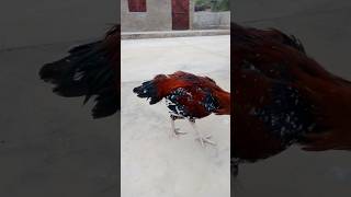 yee to pechy h par gya😱youtubeshorts birds aseelmurga [upl. by Demaggio]