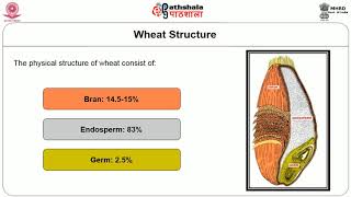 Structure of Wheat [upl. by Riay]