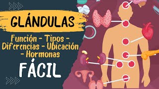 🧠​ GLANDULAS ENDOCRINAS Fácil Explicación Cuales son Que son Hipotalamo e Hipófisis [upl. by Lincoln]