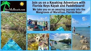 Kayaking the mangrove tunnels at Sombrero Beach in Marathon Florida Keys [upl. by Accebber]