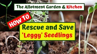 How to Rescue and Save Leggy Seedlings A Step by Step Guide with Useful Tips 23 [upl. by Lynelle]