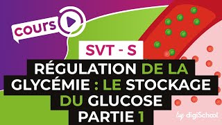 SVT BAC S  Régulation de la glycémie  le stockage du glucose PARTIE 1 [upl. by Neelav]