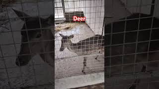 Deer shortvideo shordeer philippines arena thegarden [upl. by Jillie340]