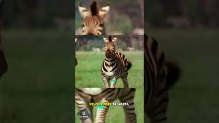 DESCUBRE COMO SON LAS CEBRAS ENANAS🦓😲cebras vidasalvaje naturaleza shortsvideo shorts 2024 [upl. by Hadlee528]