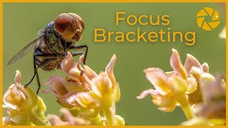 Focus Bracketing  SETTINGS and step by step EDIT Focus Stacking [upl. by Llennor]