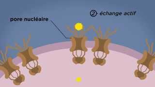 MOOC côté cours  Les pores nucléaires [upl. by Sebastiano457]