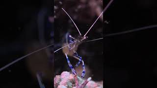 A Cleaner Shrimp cleaning itself [upl. by Yelknirb]