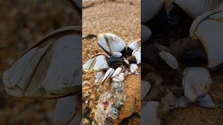 Goose Barnacles Washed Ashore Edible [upl. by Magavern]