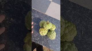 custard apple fruit gardening harvesting gardeningplants myfarming food trendingshorts [upl. by Thay123]