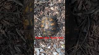 Eastern Box Turtle finds from 2024 dayhikingandherpingdudes [upl. by Odranoel]