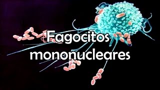 Fagocitos mononucleares [upl. by Lemmueu]