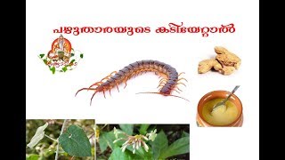 പഴുതാരയുടെ കടിയേറ്റാൽ pazhuthaarayude kadiyettal  ottamooli malayalam [upl. by Delainey]