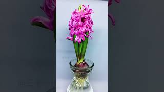 Growing Hyacinthus orientalis Time Lapse [upl. by Barcus]