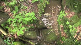 Yamacraw to Yahoo Falls Loop Big South Fork Daniel Boone National Forest KY [upl. by Darton729]