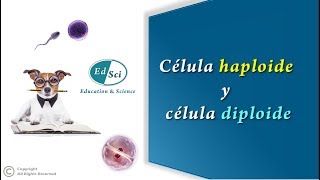 Célula haploide y célula diploide 👈🏻😉✅ [upl. by Yeltneb136]