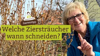 Ziersträucher schneiden  Welche Sträucher wann schneiden Eine BlühFaustregel machts leicht [upl. by Evadnee93]