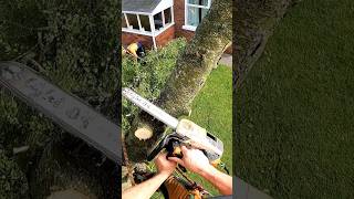 Silver Birch Removal Next To⚡️ Wires Out Now🌳 chainsaw shorts stihl arborist short [upl. by Gothart857]