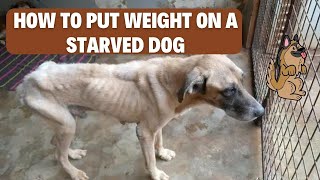 How to Feed a Starved Dog Step by Step [upl. by Collins]