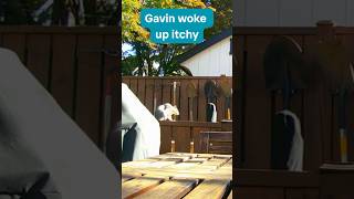 Gavins allergic to maple leaves squirrel backyardanimals allergies trailcam [upl. by Enorahs]