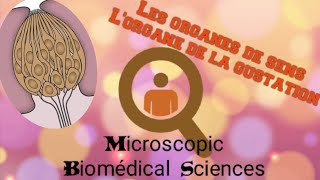 Histologie des organes de sens [upl. by Aneled]