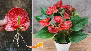 Simple method of propagating anthurium with flower branches [upl. by Silvain]