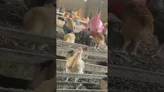 Sasso chicken🫠 chicken chickenfarm farming farmhub ug [upl. by Tound]