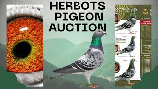 Unique Offer Top Class Racing Pigeon For Sale In Herbots Pigeons Auction [upl. by Lsil384]