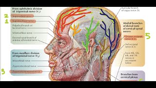 Sensory Nerve Supply of the Scalp  Head and Neck Anatomy [upl. by Hunter]