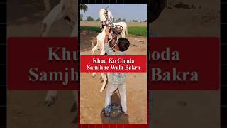 Khud ko ghoda samjhne wala bakra 😂bakra goat goatfarming comedyfunny bakripalanfarming short [upl. by Yelwah326]