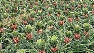 PLOT 1 2  STAGE 7🍍PINEAPPLE PLANTATION🍍 [upl. by Eekram]