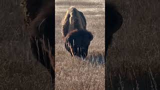 Buffalo in Badlands National Park Buffalo Badlands [upl. by Borg676]