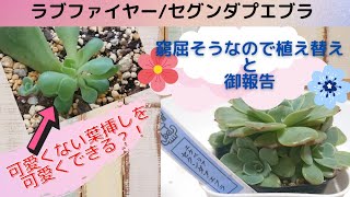 ｟多肉植物｠1人先に成長した、徒長葉挿しをまん丸にするぞ✊‼️＆群生多肉もまん丸ボールに✊‼️鹿沼土細粒100でどこまで変わるか⁉️｟多肉事｠～珍客🐸に困る＆寄せ植え教室に行ってきたやなぎ氏。～ [upl. by Ecinom833]