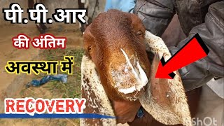 पीपीआर की अंतिम अवस्था l Last stage l PPR virus l after treatment l Revovery l FayeemVlogs [upl. by Weismann967]