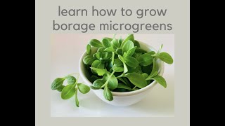 How to grow borage microgreens [upl. by Ennagroeg]