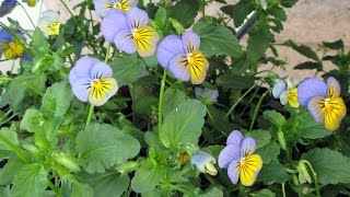 Growing Violas from Seed [upl. by Rosetta]