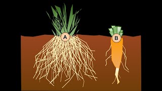 roots system  TAP root and FIBROUS root [upl. by Reisman]