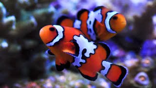 Livestock Lowdown Ocellaris Clownfish quotNemoquot Black Ice Snowflake Care and Profile [upl. by Sida]