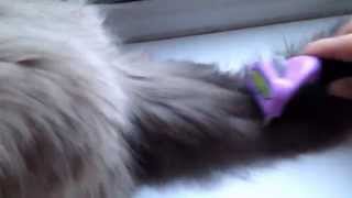 Using the Furminator on Ragdoll kitten [upl. by Kennan]