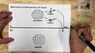 Alternation of generations life cycle [upl. by Asemaj]