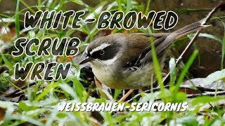 Whitebrowed Scrubwren Sericornis frontalis  WeißbrauenSericornis 3 [upl. by Dirk]